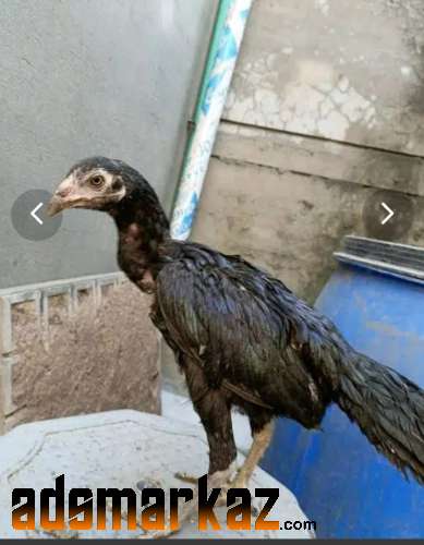Available Male & Female Aseel Chicks
