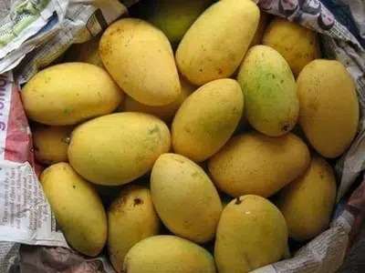 Mangoes Farm And Fresh Fruit