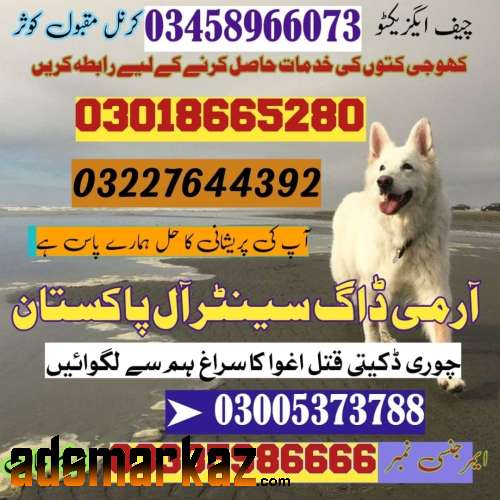 Army dog center Ghotki | 03009195279