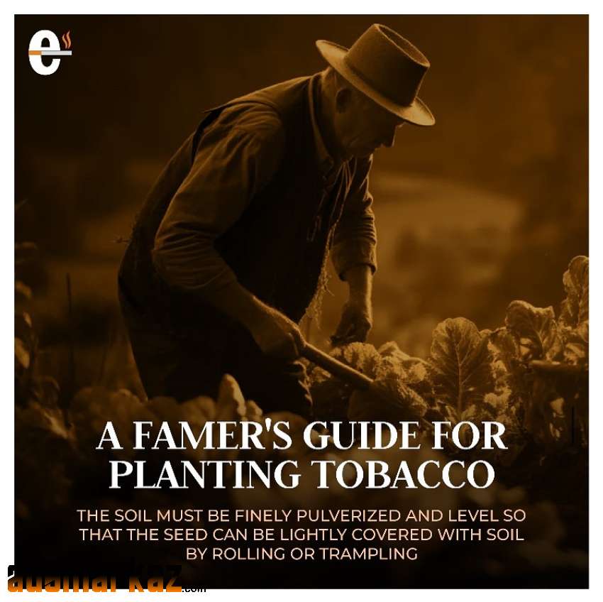 A Farmer's guide for planting tobacco