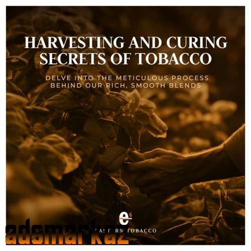 Harvesting And Curing Secrets Of Tobacco