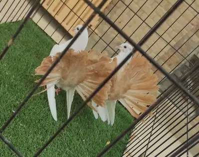 Yellow Tail Chicks For Sale