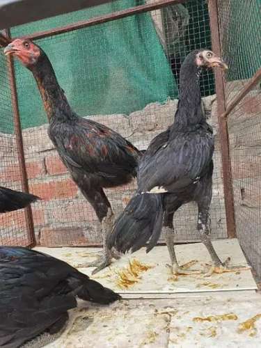Aseel Imported Bloodlines For Sale