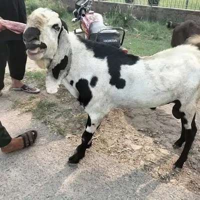 4 beautiful goats for sale
