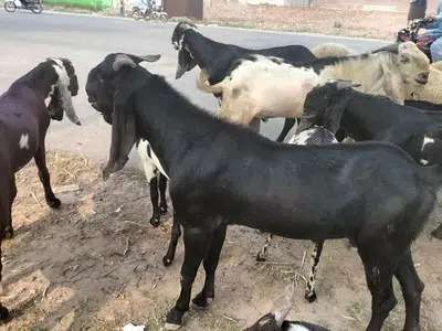 4 beautiful goats for sale