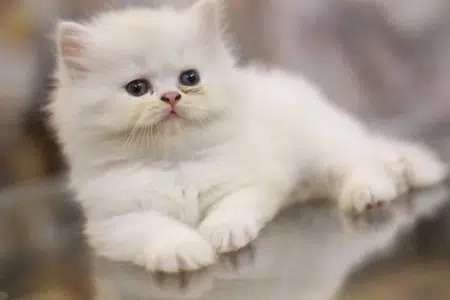 Persian Kitten/cat (Pure Breed With Health Assurance Animal For Sale