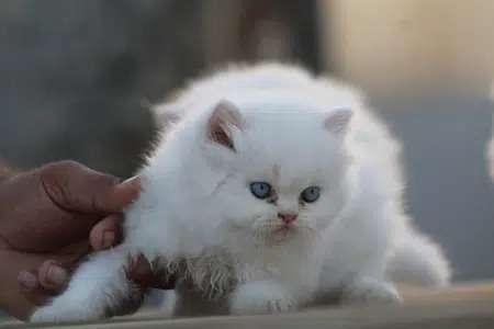 Persian Kitten/cat (Pure Breed With Health Assurance Animal For Sale