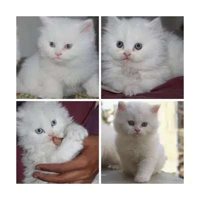 Persian Kitten/cat (Pure Breed With Health Assurance & Free delivery)