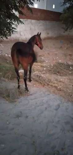 Horse for sale (female)
