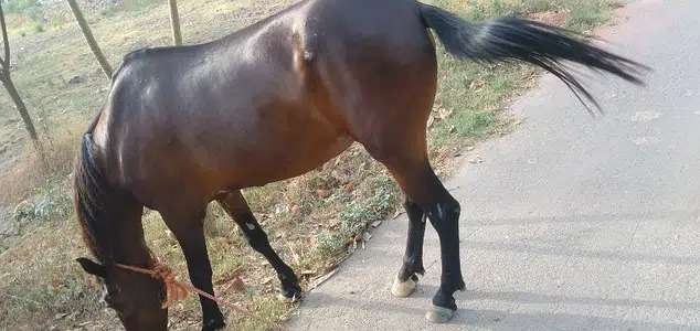 Horse for sale (female)