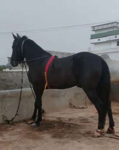 GOOD HEIGHT AND LENGTH HORSES AVAILABLE FOR SALE