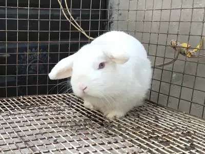 Holland Lop Adult Rabbit For Sale