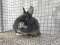 Netherland Dwarf Adult Female Rabbit For Sale