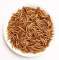 Live / Dried Meal Worms in Sukkur For Sale