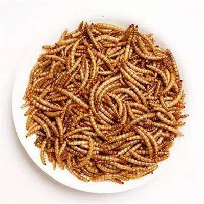 Live / Dried Meal Worms in Sukkur For Sale