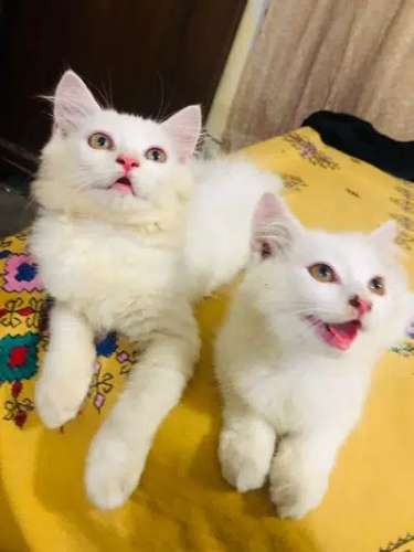 two persian cat for sale