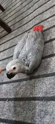 African congo gray parrot For Sale