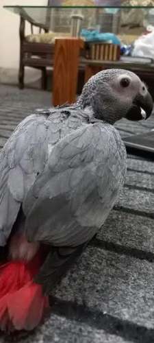 African congo gray parrot For Sale