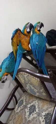 Blue and gold macaw For Sale