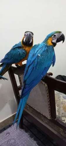 Blue and gold macaw For Sale