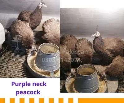 Peacock Available For Sale