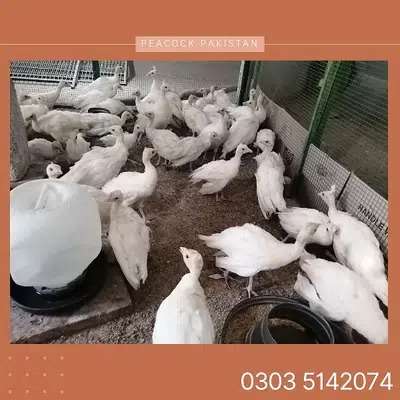 Peacock white Black shoulder and other breeds For Sale