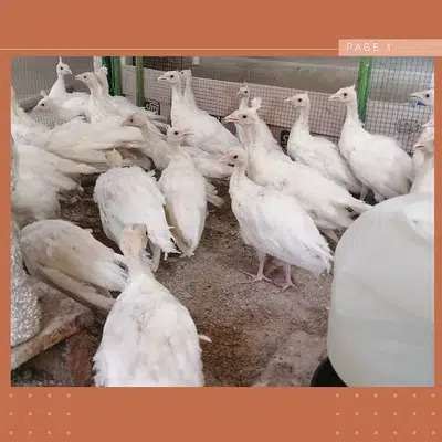 Peacock white Black shoulder and other breeds For Sale