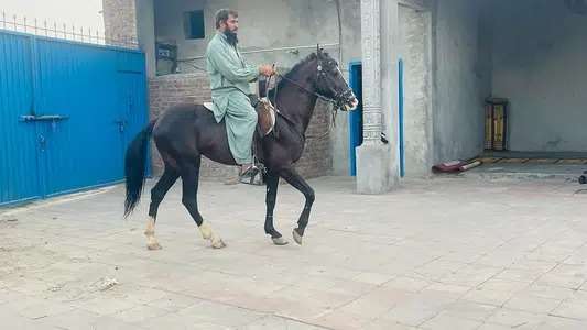 horse for sale in Lahore
