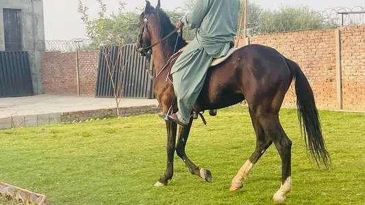 horse for sale in Lahore