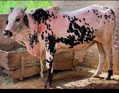 Cow / bull/ qurbani livestock