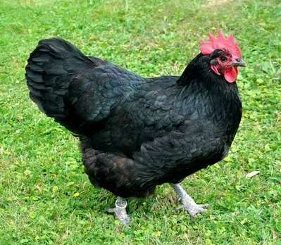 Ayam Cemani Breeder
