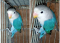Blue Fishri Parrot