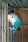 Blue Fishri Parrot