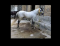 White Horse for sale