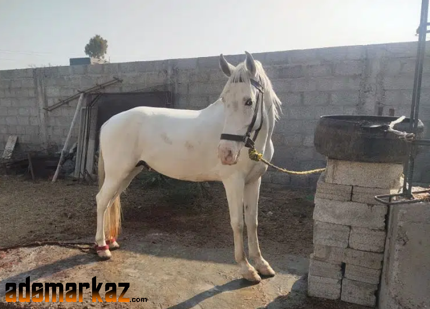 Beautiful Horse For Sale
