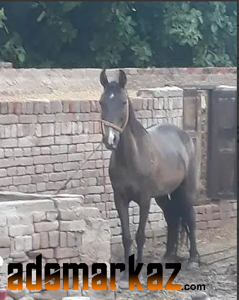 Beautiful female horse for sale