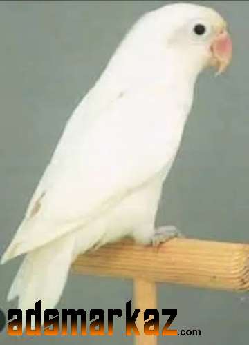 Available Albino parrot