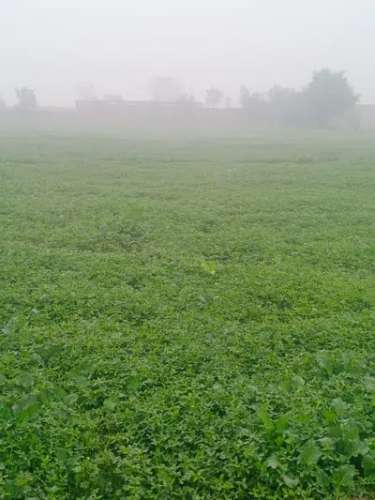 88 KANAL AGRICULTRUL LAND AVAILABLE FOR SALE IN NEAR TO MAIN BEDIAN