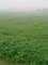 88 KANAL AGRICULTRUL LAND AVAILABLE FOR SALE IN NEAR TO MAIN BEDIAN