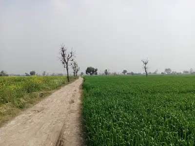 Stunning Agricultural Land Is Available For Sale In Barki Road