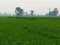 Stunning Agricultural Land Is Available For Sale In Barki Road